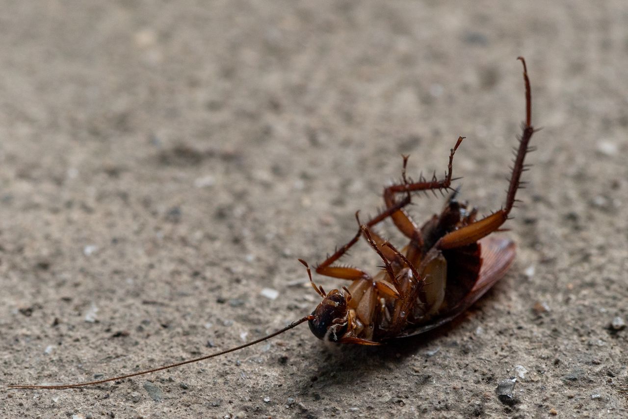 Commercial pest control technician inspecting a business for pest activity
