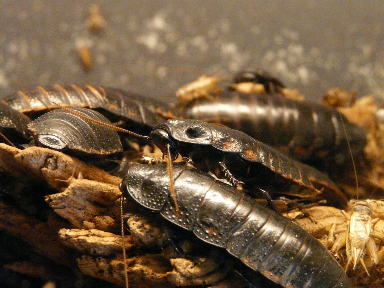 American cockroach pest commonly found in residential and commercial properties