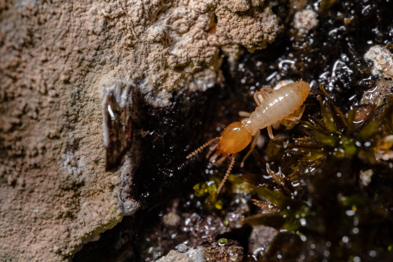 Drywood termites infesting wooden furniture and structural timber