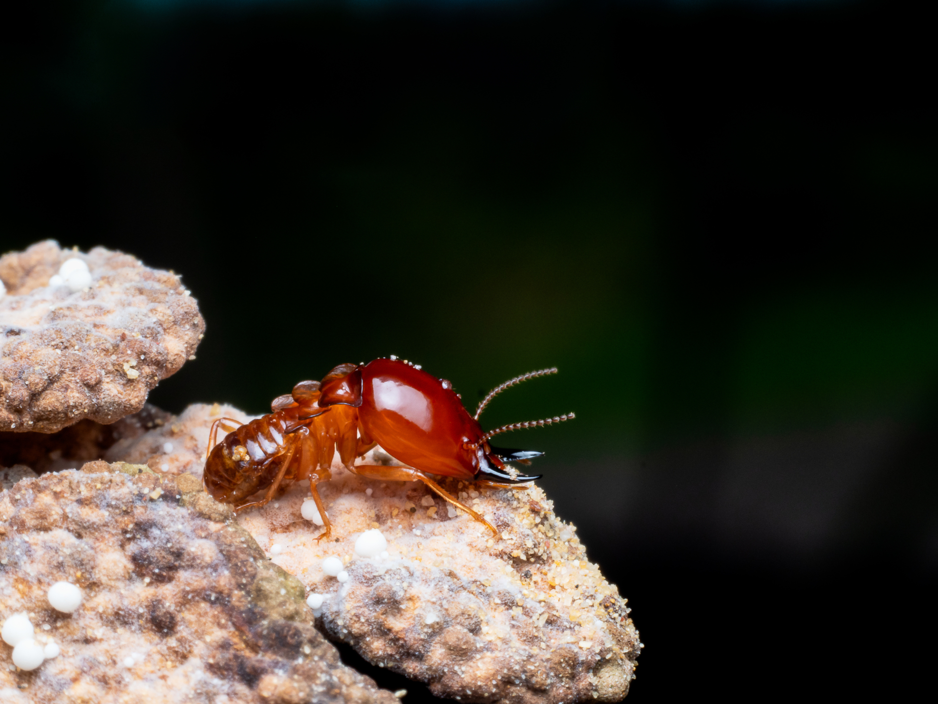 Formosan termites infesting wooden structures and causing severe property damage