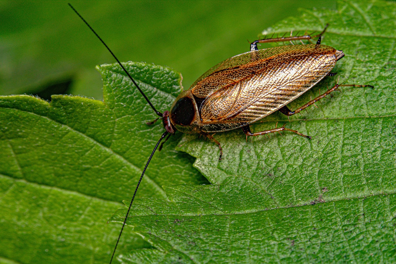 Oriental cockroach pest commonly found in damp areas around properties