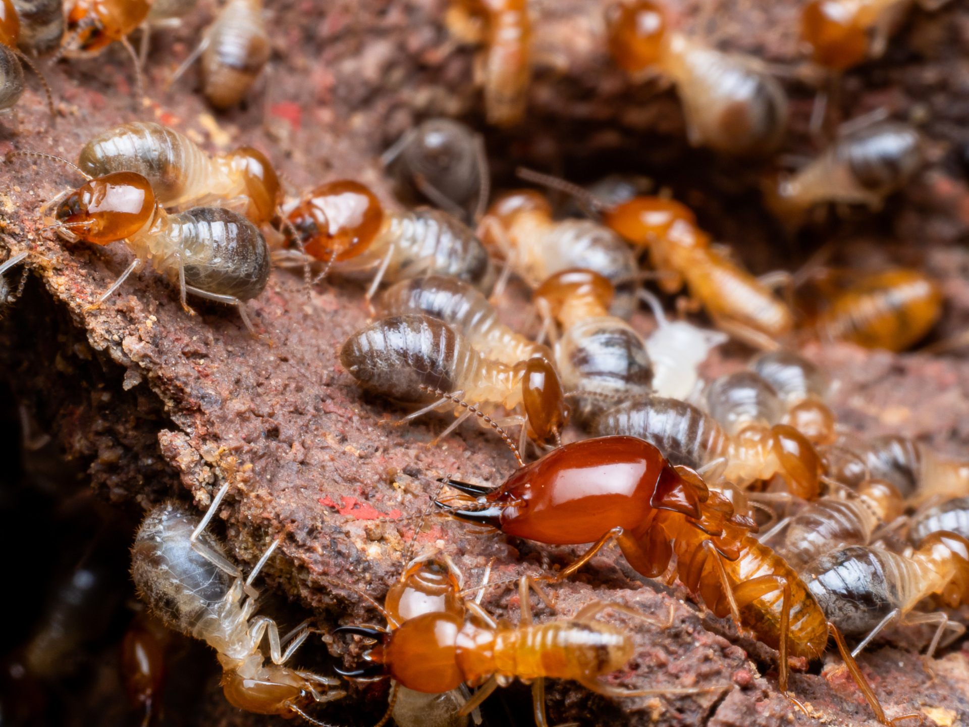 Subterranean termites causing damage to wooden structures and foundations